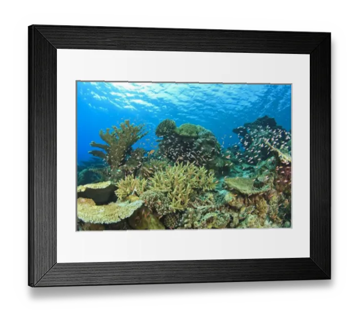 Framed Print : Schooling Anthias fish (Pseudanthias evansi) around shallow pristine hard coral reef