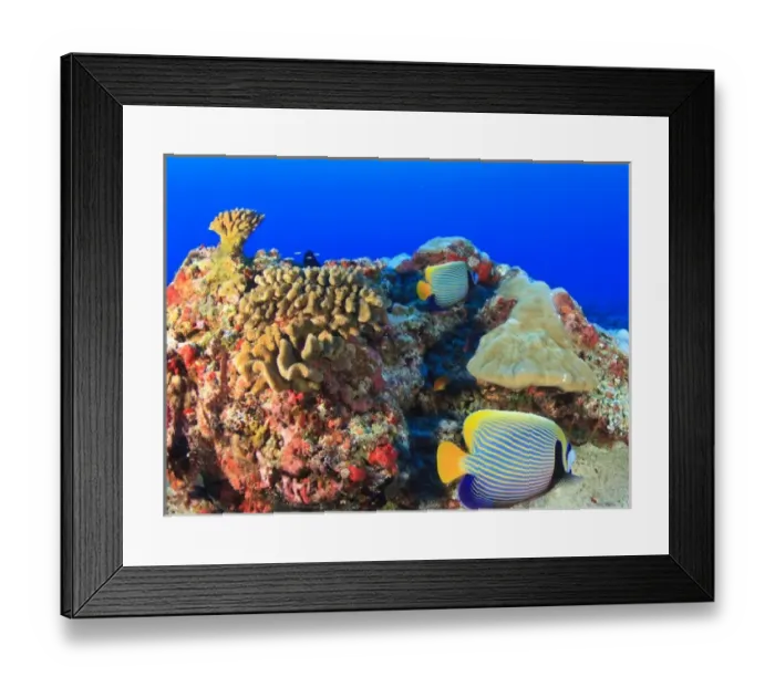 Framed Print : Regal Angelfish (Pygoplites diacanthus), Maamendhoo Pass, Maamendhoo Island, North Huvadhoo Atoll Framed Print : Regal Angelfish (Pygoplites diacanthus), Maamendhoo Pass, Maamendhoo Island, North Huvadhoo Atoll
