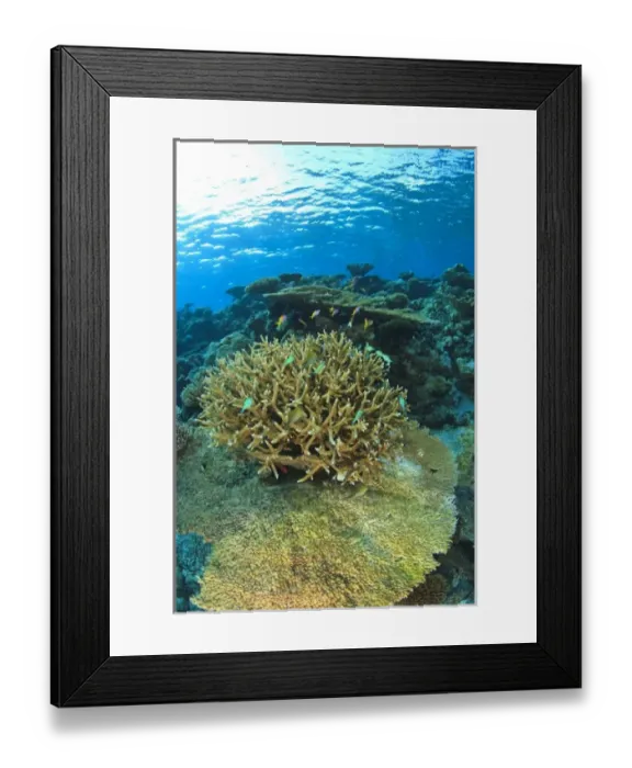 Framed Print : Asia, Maldives Framed Print : Asia, Maldives