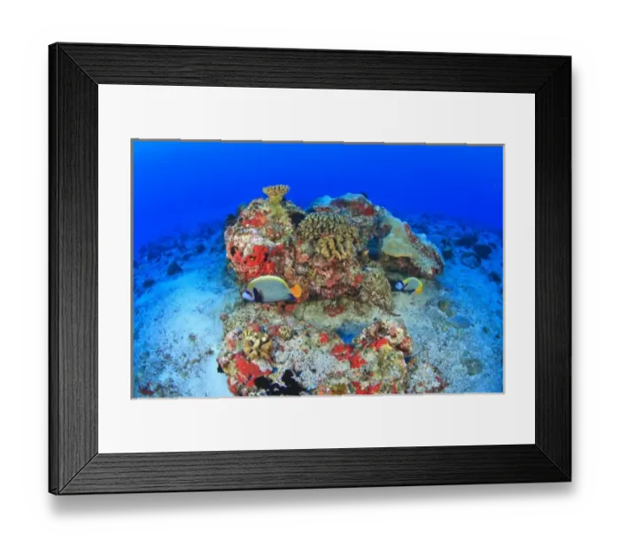 Framed Print : Regal Angelfish (Pygoplites diacanthus), Maamendhoo Pass, Maamendhoo Island, North Huvadhoo Atoll Framed Print : Regal Angelfish (Pygoplites diacanthus), Maamendhoo Pass, Maamendhoo Island, North Huvadhoo Atoll