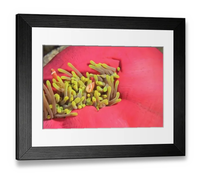 Framed Print : Maldivian Endemic Anemonefish (Ampiprion nigripes) in Giant Indo Pacific Sea Anemone Framed Print : Maldivian Endemic Anemonefish (Ampiprion nigripes) in Giant Indo Pacific Sea Anemone