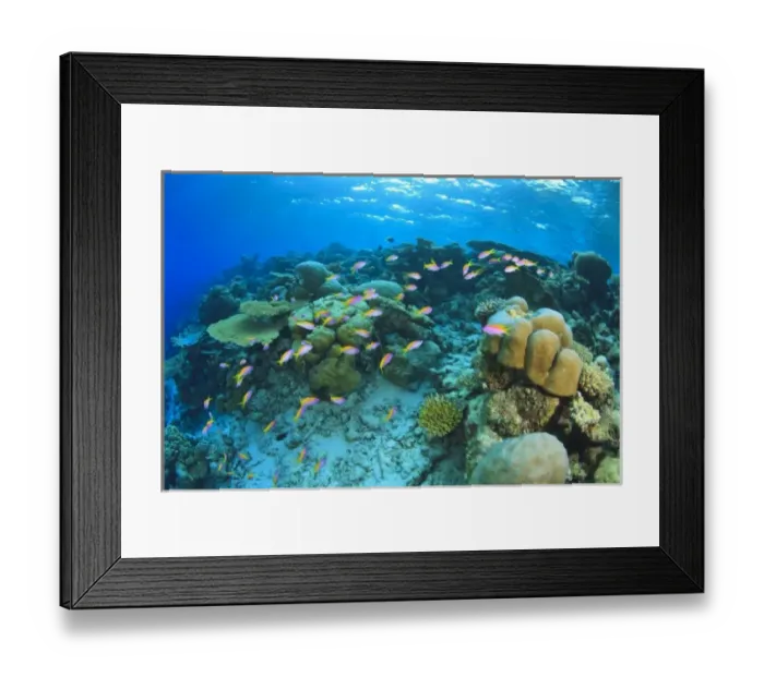 Framed Print : Schooling Anthias fish (Pseudanthias evansi) around shallow pristine hard coral reef