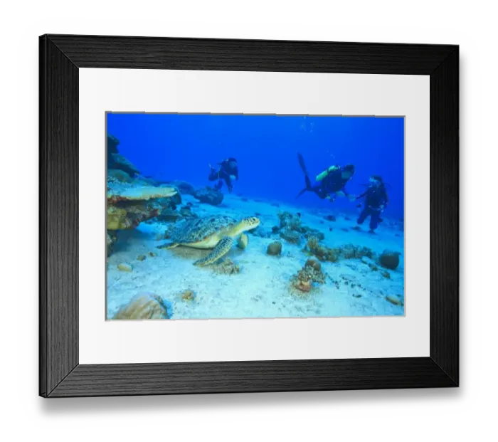 Framed Print : Scuba divers, Green Sea Turtle (Chelonia mydas), North Huvadhoo Atoll, Southern Maldives