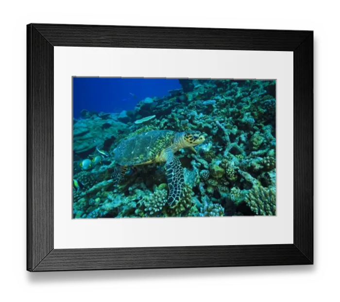 Framed Print : North Huvadhoo Atoll, Southern Maldives, Indian Ocean Framed Print : North Huvadhoo Atoll, Southern Maldives, Indian Ocean