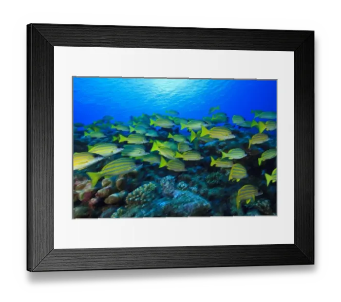Framed Print : Schooling Bluestripped Snappers (Lutjanus kasmira), North Huvadhoo Atoll, Southern Maldives Framed Print : Schooling Bluestripped Snappers (Lutjanus kasmira), North Huvadhoo Atoll, Southern Maldives