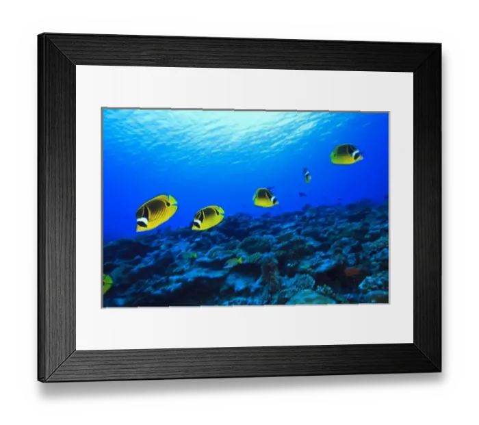 Framed Print : Racoon Butterflyfish (Chaetodon lunula), North Huvadhoo Atoll, Southern Maldives