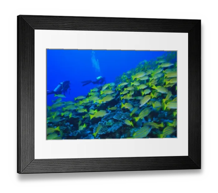 Framed Print : Schooling Bluestripped Snappers (Lutjanus kasmira), North Huvadhoo Atoll, Southern Maldives Framed Print : Schooling Bluestripped Snappers (Lutjanus kasmira), North Huvadhoo Atoll, Southern Maldives