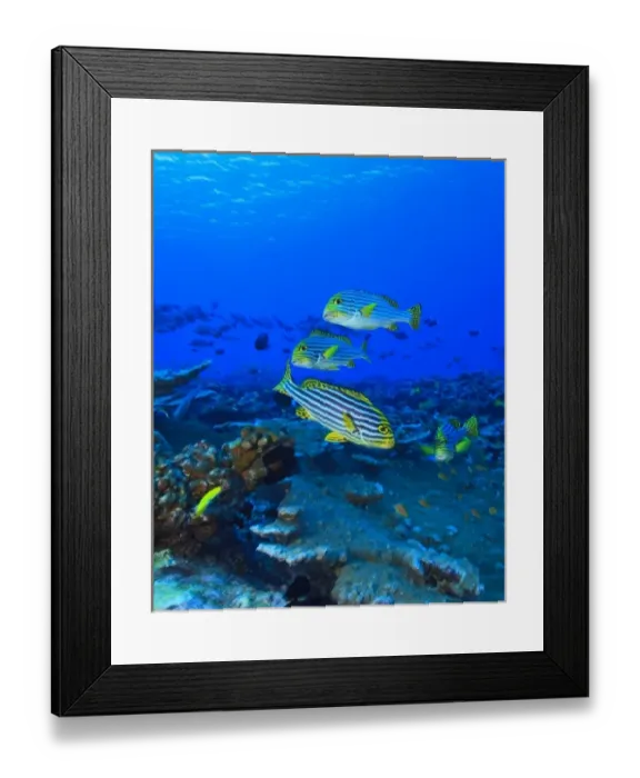 Framed Print : Oriental Sweetlips (Plectorhinchus vittatus), North Huvadhoo Atoll, Southern Maldives Framed Print : Oriental Sweetlips (Plectorhinchus vittatus), North Huvadhoo Atoll, Southern Maldives