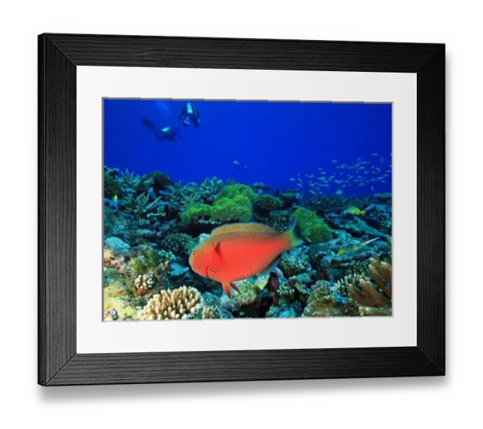 Framed Print : Sheephead Parrotfish (Scarus strongylocephaalus), North Huvadhoo Atoll, Southern Maldives