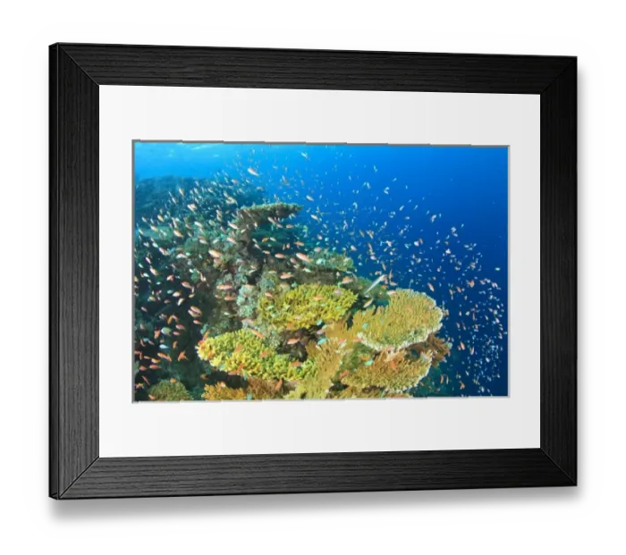 Framed Print : Schooling Anthias fish (Pseudanthias evansi, North Huvadhoo Atoll, Southern Maldives Framed Print : Schooling Anthias fish (Pseudanthias evansi, North Huvadhoo Atoll, Southern Maldives
