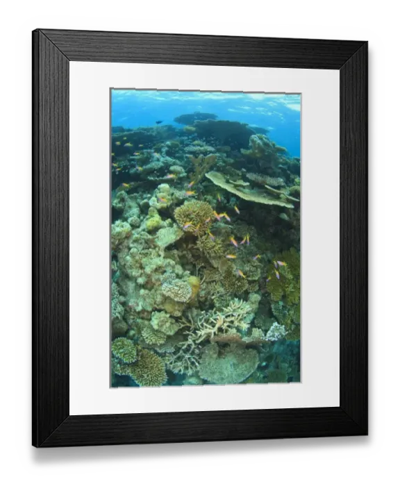 Framed Print : Schooling Anthias fish (Pseudanthias evansi, North Huvadhoo Atoll, Southern Maldives Framed Print : Schooling Anthias fish (Pseudanthias evansi, North Huvadhoo Atoll, Southern Maldives