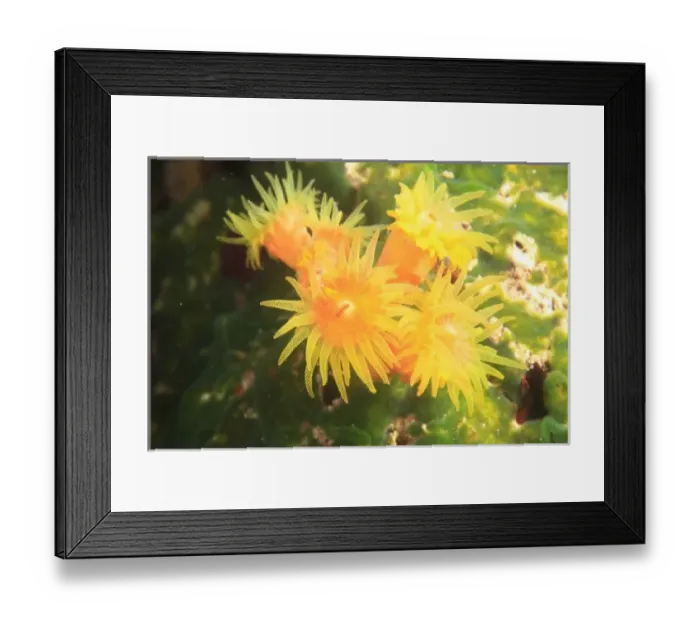 Framed Print : Asia, Maldives Framed Print : Asia, Maldives