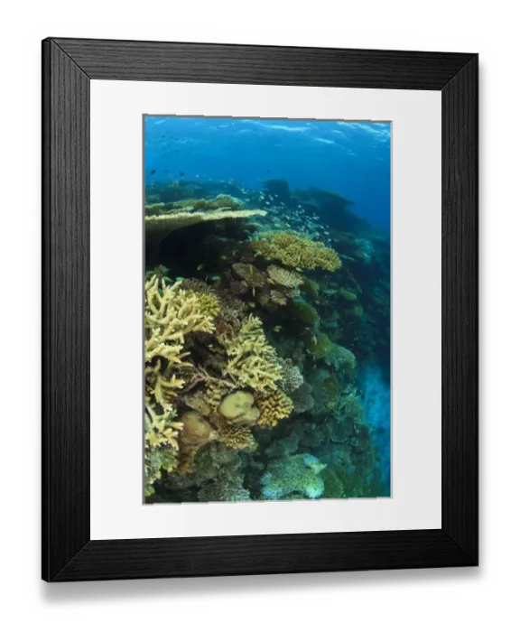 Framed Print : Pristine hard coral reef, North Huvadhoo Atoll, Southern Maldives, Indian Ocean Framed Print : Pristine hard coral reef, North Huvadhoo Atoll, Southern Maldives, Indian Ocean