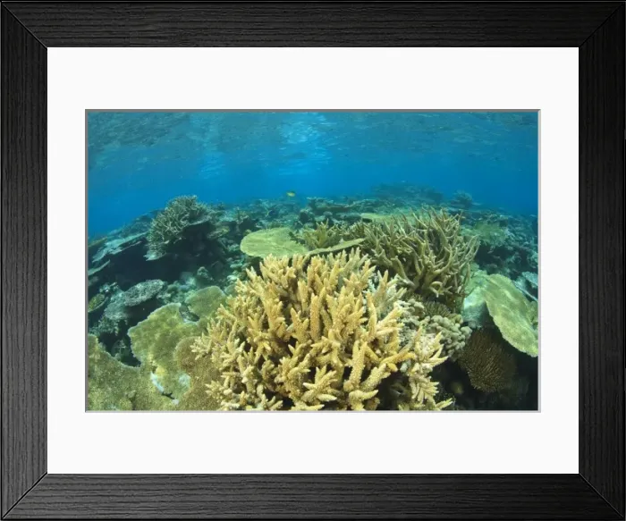 Framed Print : Pristine hard coral reef, North Huvadhoo Atoll, Southern Maldives, Indian Ocean