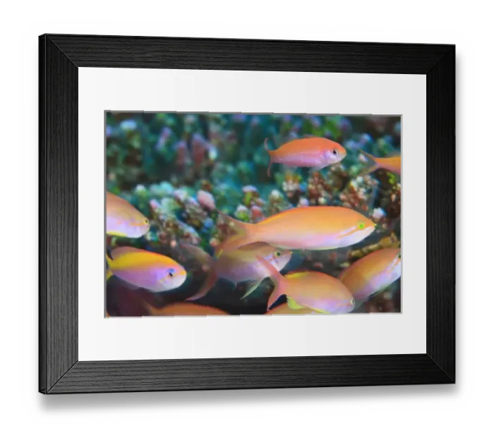 Framed Print : Asia, Maldives Framed Print : Asia, Maldives