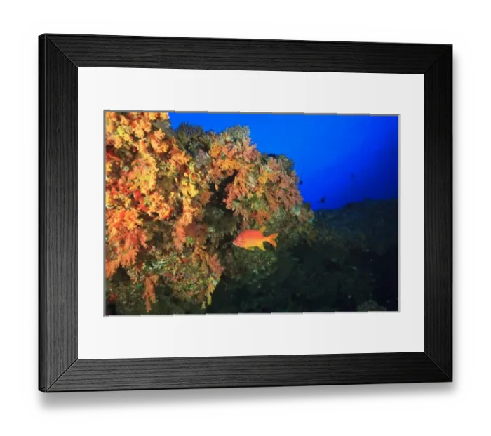 Framed Print : Colorful soft corals on ledge, North Huvadhoo Atoll, Southern Maldives, Indian Ocean Framed Print : Colorful soft corals on ledge, North Huvadhoo Atoll, Southern Maldives, Indian Ocean