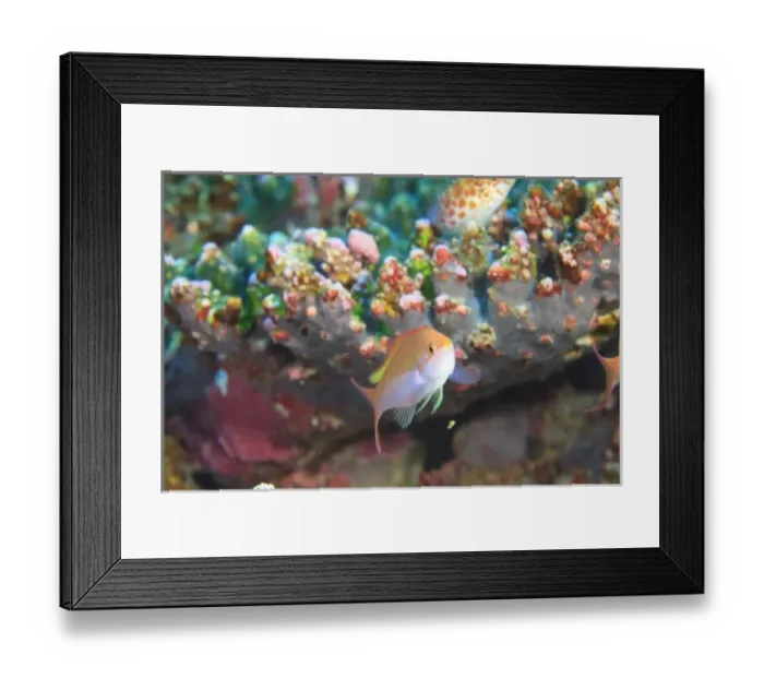 Framed Print : Asia, Maldives Framed Print : Asia, Maldives