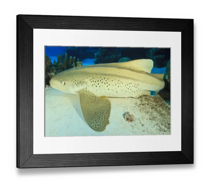 Framed Print : Asia, Maldives Framed Print : Asia, Maldives