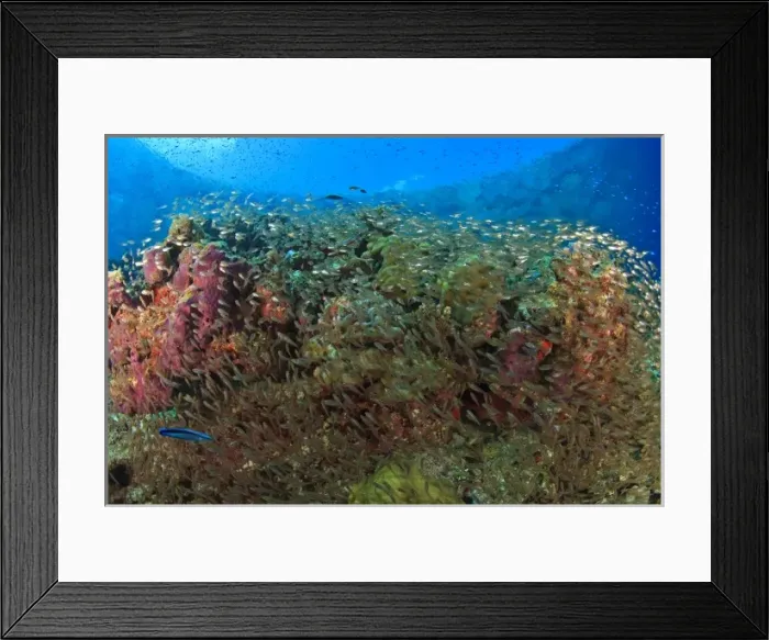 Framed Print : Glassfish Sweepers schooling (Parapriacanthus ransonneti), South Huvadhoo Atoll, Southern Maldives