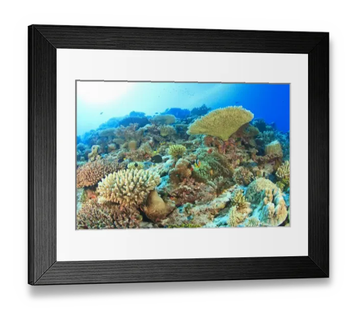 Framed Print : Pristine hard coral reef, South Huvadhoo Atoll, Southern Maldives, Indian Ocean Framed Print : Pristine hard coral reef, South Huvadhoo Atoll, Southern Maldives, Indian Ocean