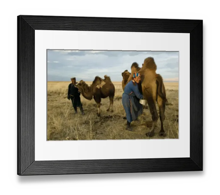 Framed Print : Nomad couple, Gunzel & Zandankhuu milking camels (MR) Framed Print : Nomad couple, Gunzel & Zandankhuu milking camels (MR)