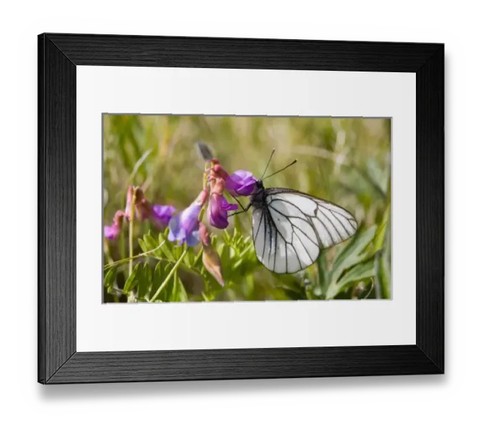 Framed Print : Asia, Mongolia Framed Print : Asia, Mongolia