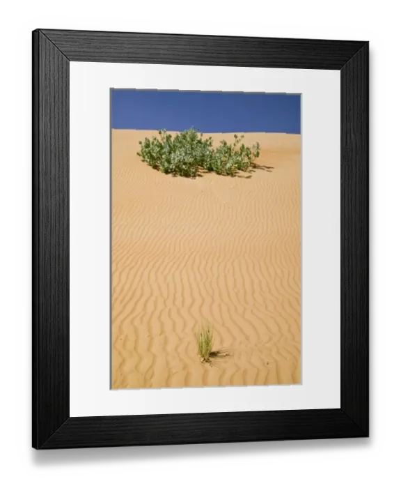 Framed Print : Oman, Sharqiya Region, Al Minitrib. The Sharqiya / Wahiba Sand Dunes Framed Print : Oman, Sharqiya Region, Al Minitrib. The Sharqiya / Wahiba Sand Dunes