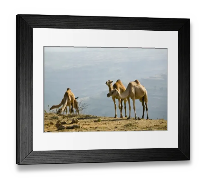 Framed Print : Asia, Oman Framed Print : Asia, Oman