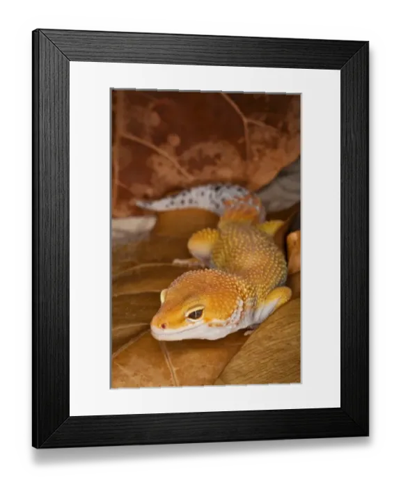 Framed Print : Leopard Gecko morph (Eublepharis macularius), Pakistan Framed Print : Leopard Gecko morph (Eublepharis macularius), Pakistan