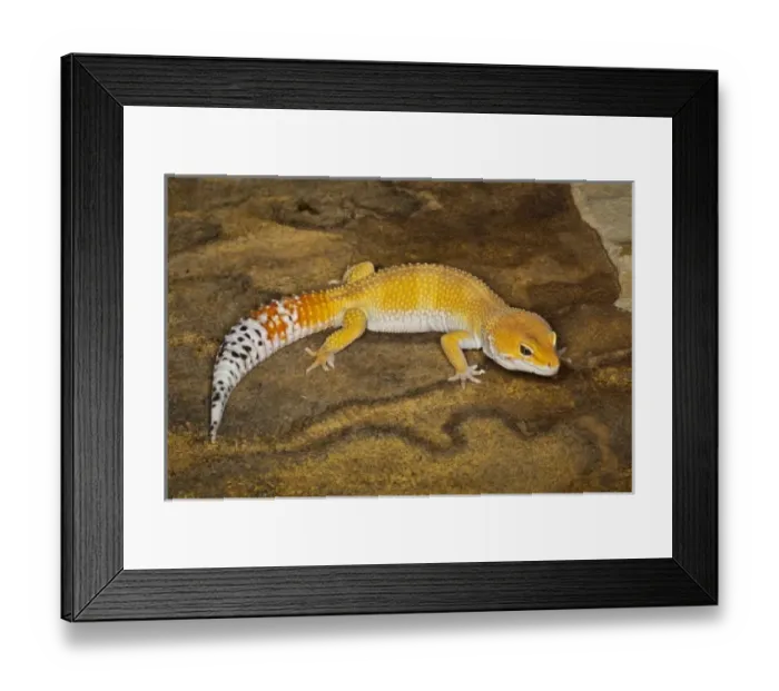 Framed Print : Leopard Gecko morph (Eublepharis macularius), Pakistan Framed Print : Leopard Gecko morph (Eublepharis macularius), Pakistan