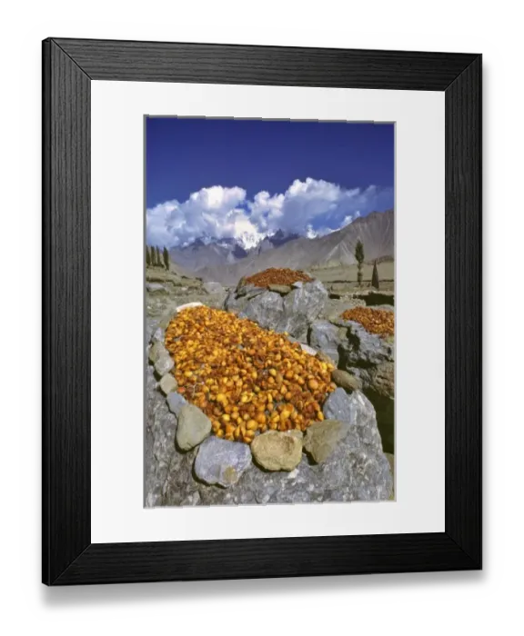 Framed Print : Pakistan, N-W Frontier Province, Nagar Valley. Dried apricots are a mainstay in Framed Print : Pakistan, N-W Frontier Province, Nagar Valley. Dried apricots are a mainstay in