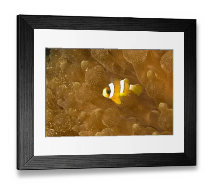 Framed Print : Clarks Anemonefish (Amphiprion clarkii), Puerto Gallera, Philippines, SE Asia Framed Print : Clarks Anemonefish (Amphiprion clarkii), Puerto Gallera, Philippines, SE Asia