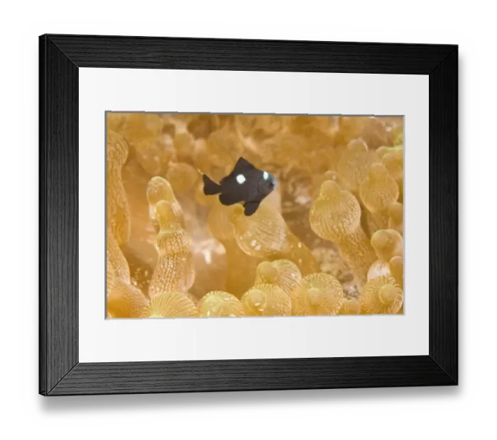 Framed Print : Asia, Philippines Framed Print : Asia, Philippines