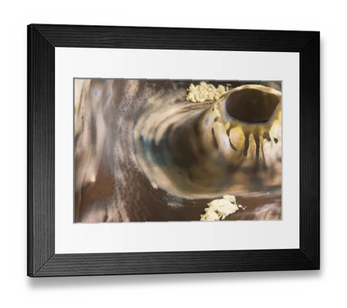 Framed Print : Giant Clam Mantle (Tridacna gigas), Puerto Gallera, Philippines, SE Asia Framed Print : Giant Clam Mantle (Tridacna gigas), Puerto Gallera, Philippines, SE Asia