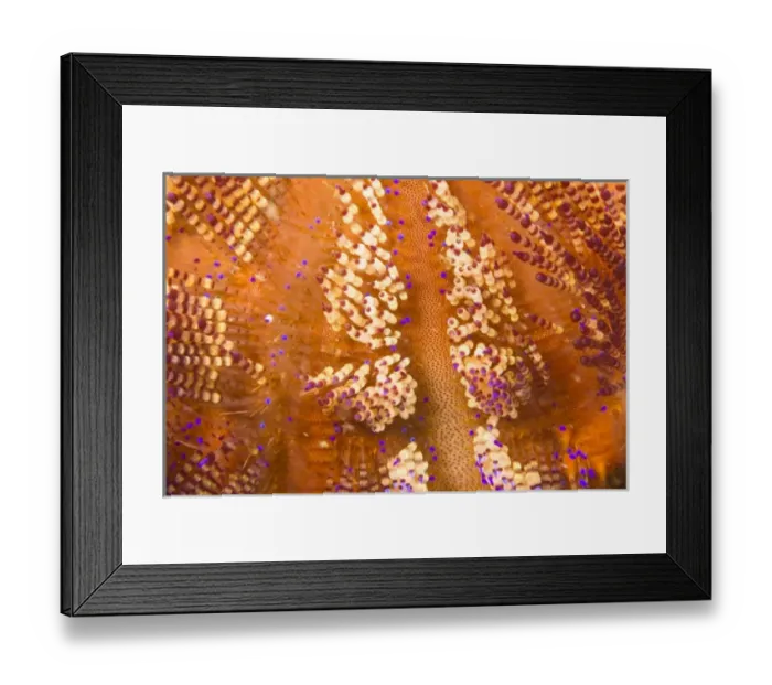 Framed Print : toxic Fire Urchin (Asthenosoma varium), Puerto Gallera, Philippines, SE Asia Framed Print : toxic Fire Urchin (Asthenosoma varium), Puerto Gallera, Philippines, SE Asia