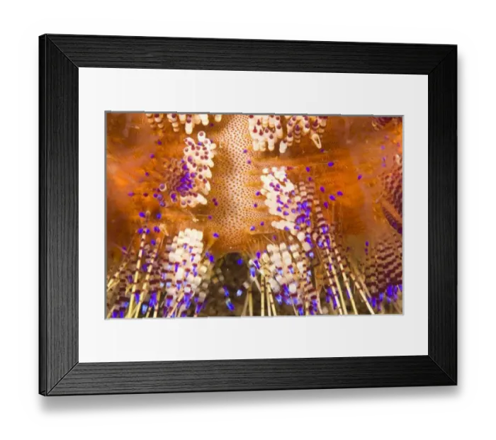 Framed Print : toxic Fire Urchin (Asthenosoma varium), Puerto Gallera, Philippines, SE Asia Framed Print : toxic Fire Urchin (Asthenosoma varium), Puerto Gallera, Philippines, SE Asia