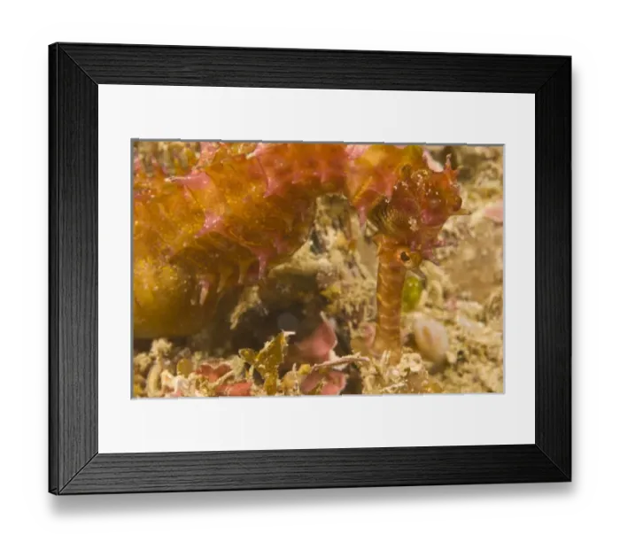 Framed Print : Thorny Seahorse (Hippocampus hystrix), Puerto Gallera, Philippines, SE Asia Framed Print : Thorny Seahorse (Hippocampus hystrix), Puerto Gallera, Philippines, SE Asia