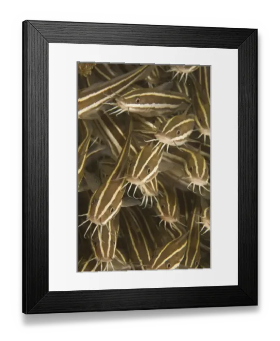 Framed Print : Striped Catfish (Plotosus lineatus), Puerto Gallera, Philippines, SE Asia Framed Print : Striped Catfish (Plotosus lineatus), Puerto Gallera, Philippines, SE Asia