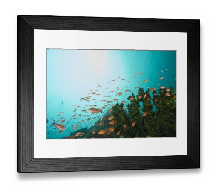 Framed Print : Anthias fish (Pseudanthias squamipinnis) Underwater Sea Life at Verde Island near Puerto Gallera Framed Print : Anthias fish (Pseudanthias squamipinnis) Underwater Sea Life at Verde Island near Puerto Gallera