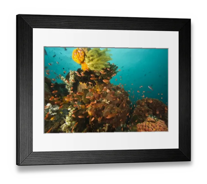 Framed Print : Anthias fish (Pseudanthias squamipinnis) Underwater Sea Life at Verde Island near Puerto Gallera