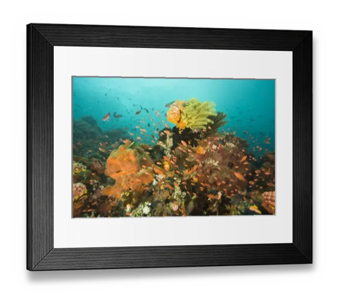 Framed Print : Anthias fish (Pseudanthias squamipinnis) Underwater Sea Life at Verde Island near Puerto Gallera Framed Print : Anthias fish (Pseudanthias squamipinnis) Underwater Sea Life at Verde Island near Puerto Gallera