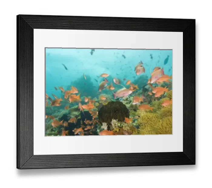 Framed Print : Anthias fish (Pseudanthias squamipinnis) Underwater Sea Life at Verde Island near Puerto Gallera Framed Print : Anthias fish (Pseudanthias squamipinnis) Underwater Sea Life at Verde Island near Puerto Gallera