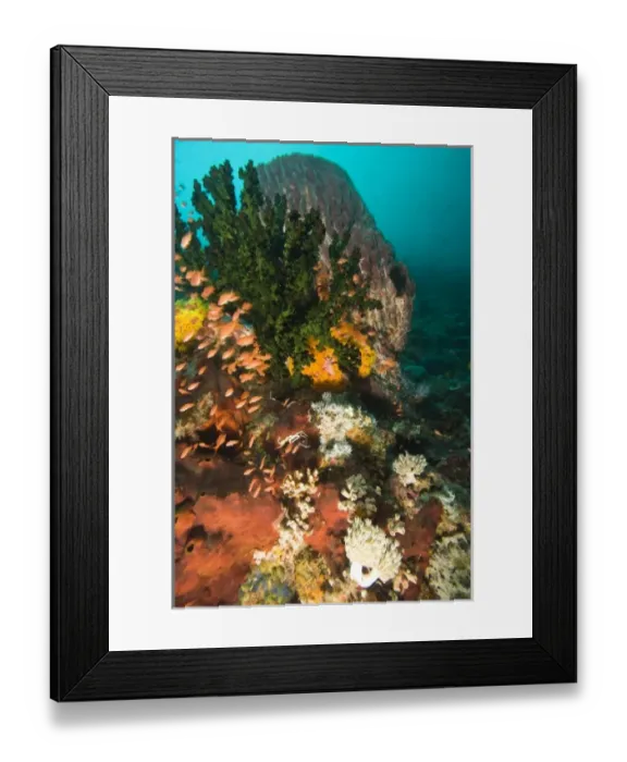 Framed Print : Anthias fish (Pseudanthias squamipinnis) Underwater Sea Life at Verde Island near Puerto Gallera Framed Print : Anthias fish (Pseudanthias squamipinnis) Underwater Sea Life at Verde Island near Puerto Gallera