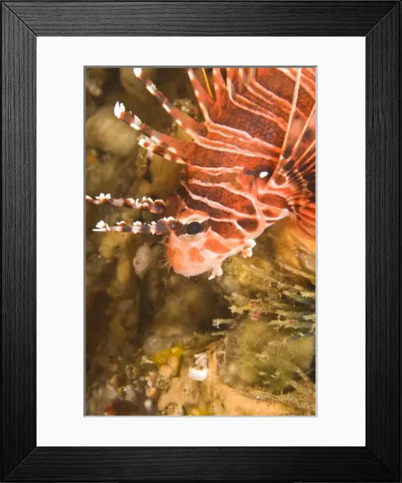 Framed Print : Zebra Lionfish (Dendrochirus zebra), Underwater Sea Life at Mindoro Island near Puerto Gallera Framed Print : Zebra Lionfish (Dendrochirus zebra), Underwater Sea Life at Mindoro Island near Puerto Gallera