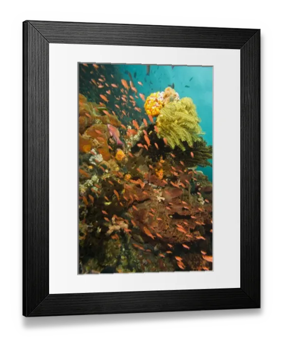 Framed Print : Anthias fish (Pseudanthias squamipinnis) Underwater Sea Life at Verde Island near Puerto Gallera Framed Print : Anthias fish (Pseudanthias squamipinnis) Underwater Sea Life at Verde Island near Puerto Gallera