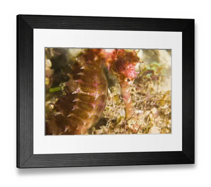 Framed Print : Thorny Seahorse (Hippocampus hystrix), Underwater Sea Life at Mindoro Island near Puerto Gallera Framed Print : Thorny Seahorse (Hippocampus hystrix), Underwater Sea Life at Mindoro Island near Puerto Gallera