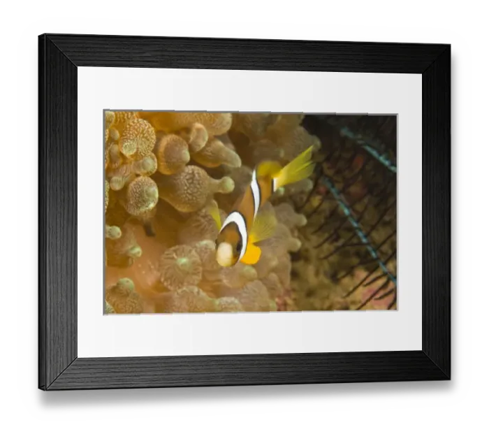 Framed Print : Clarks Anemonefish (Amphiprion clarkii), Puerto Gallera, Philippines, SE Asia
