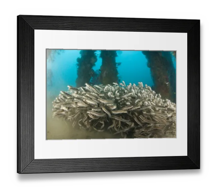 Framed Print : Striped Catfish (Plotosus lineatus) schooling at Dumaguete Pier, , capital of Negro Oriental Island Framed Print : Striped Catfish (Plotosus lineatus) schooling at Dumaguete Pier, , capital of Negro Oriental Island