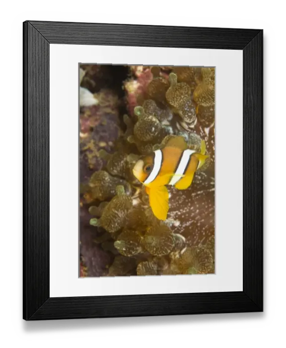 Framed Print : Clarks Anemonefish (Amphiprion clarkii), Puerto Gallera, Philippines, SE Asia Framed Print : Clarks Anemonefish (Amphiprion clarkii), Puerto Gallera, Philippines, SE Asia