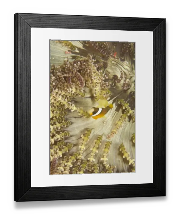 Framed Print : Asia, Philippines Framed Print : Asia, Philippines